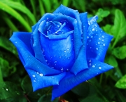 Rosa Azul Prateada (5)