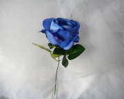 Rosa Azul Prateada (6)