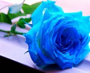 Rosa Azul Prateada (7)
