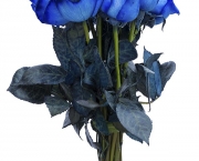 Rosa Azul Prateada (8)
