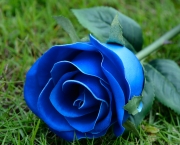 Rosa Azul Prateada (9)