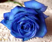 Rosa Azul Prateada (10)