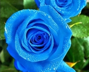 Rosa Azul Prateada (11)