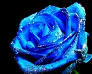 Rosa Azul Prateada (12)
