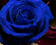 Rosa Azul Prateada (13)