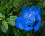 Rosa Azul Prateada (14)