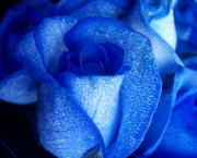 Rosa Azul Prateada (17)