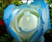 Rosa Azul Prateada (18)