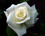 Rosa Branca (1)