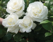 Rosa Branca (2)