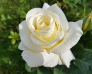 Rosa Branca (3)