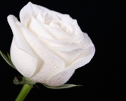 Rosa Branca (5)