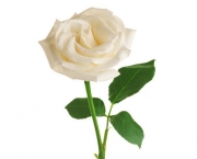 Rosa Branca (6)