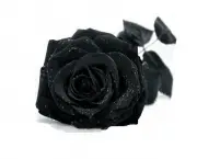 Rosa Negra Existe (1)