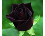 Rosa Negra Existe (1)