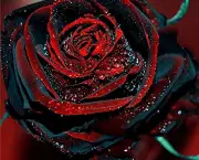 Rosa Negra Existe (2)
