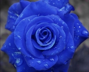 Rosa Príncipe Azul (11)