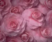 Rosas Cor De Rosa (1)