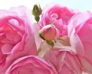 Rosas Cor De Rosa (2)