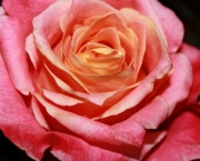 Rosas Cor De Rosa (3)
