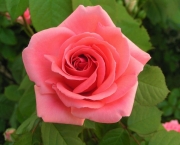 Rosas Cor De Rosa (4)
