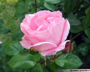 Rosas Cor De Rosa (5)
