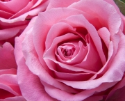 Rosas Cor De Rosa (6)