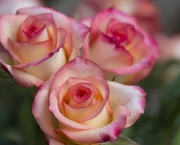 Rosas Cor De Rosa (7)