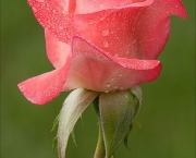 Rosas Cor De Rosa (8)
