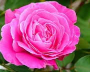 Rosas Cor De Rosa (10)