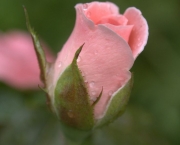 Rosas Cor De Rosa (11)