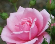 Rosas Cor De Rosa (9)