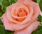 Rosas Cor De Rosa (12)