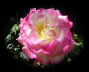 Rosas Cor De Rosa (14)
