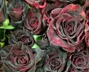 Rosas Negras de Halfeti (1)