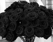 Rosas Negras de Halfeti (1)