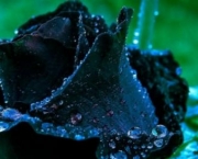 Rosas Negras de Halfeti (2)