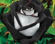 Rosas Negras de Halfeti (3)