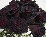 Rosas Negras de Halfeti (4)