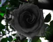 Rosas Negras de Halfeti (7)