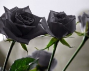 Rosas Negras de Halfeti (10)