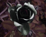 Rosas Negras de Halfeti (8)