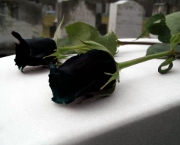 Rosas Negras de Halfeti (9)