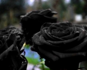 Rosas Negras de Halfeti (11)