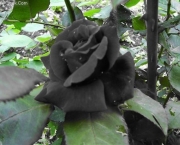 Rosas Negras de Halfeti (12)