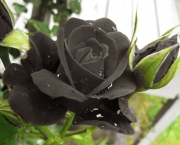 Rosas Negras de Halfeti (13)