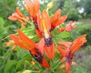 ruttya-fruticosa (17)