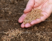 Sowing seeds in a garden