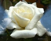 Significado da Rosa Branca na Macumba (1)