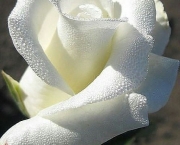Significado da Rosa Branca na Macumba (2)